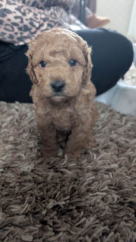 KC toy poodles - Image 4 of 6