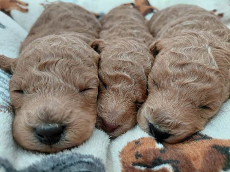 KC toy poodles - Image 5 of 6