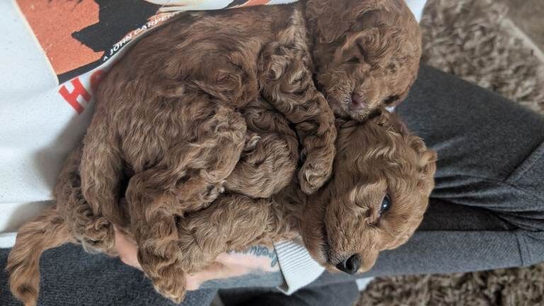 KC toy poodles - Image 6 of 6