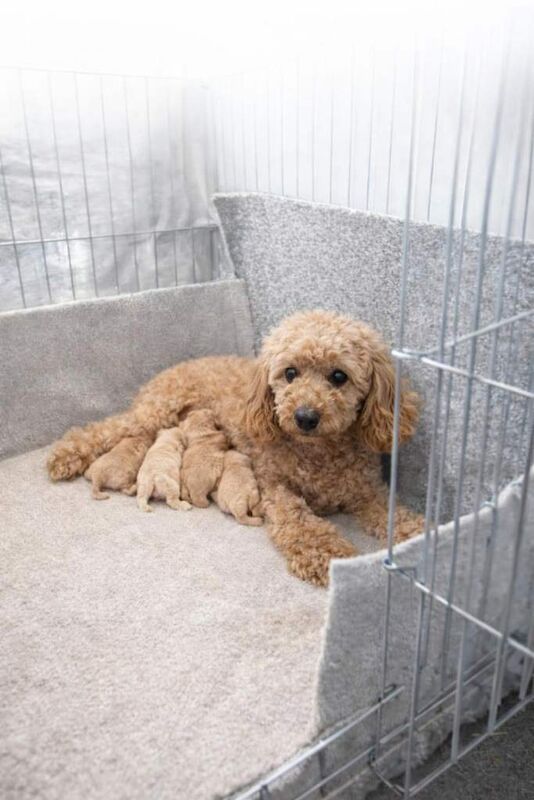 Korean maltipoo - Image 4 of 6