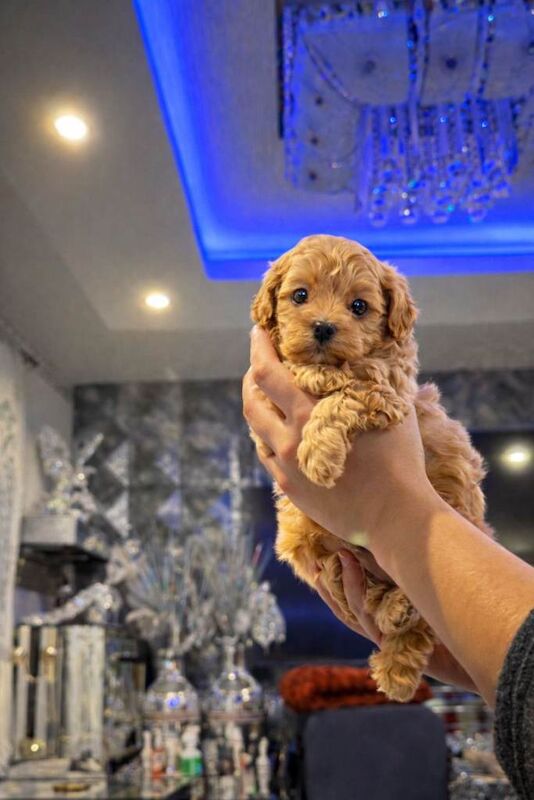 Korean maltipoo - Image 5 of 6