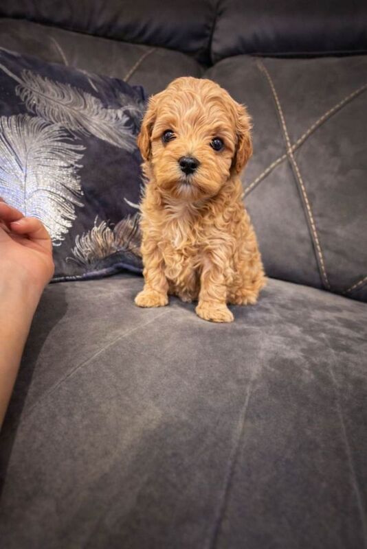 Korean maltipoo - Image 6 of 6