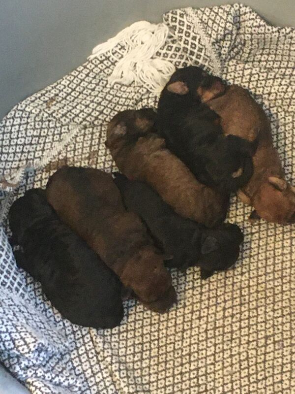Poodle Puppies For Sale Under £1,000