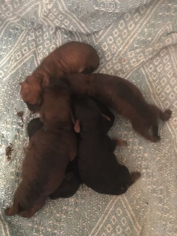 Lakeypoo - Image 4 of 4