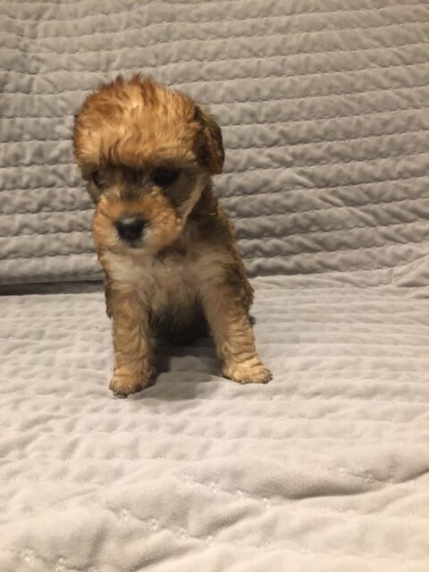 lakeypoo - Image 2 of 6