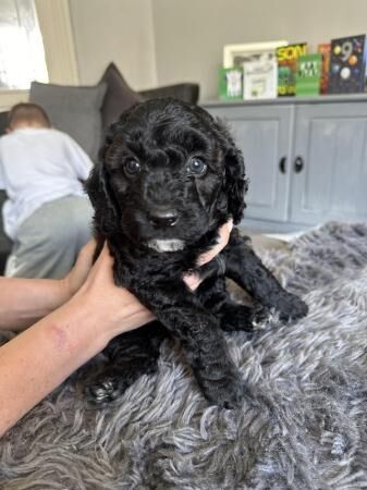 Poodle puppies for sale in Ossett, West Yorkshire – 1 year old - Image 2 of 5