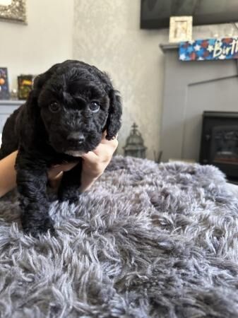 Poodle puppies for sale in Ossett, West Yorkshire – 1 year old - Image 3 of 5