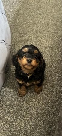 Poodle puppies for sale in Ossett, West Yorkshire – 1 year old - Image 4 of 5