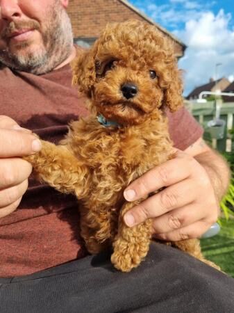Poodle puppies for sale in Barnsley, South Yorkshire – 1 year old - Image 1 of 5