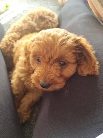 Poodle puppies for sale in Barnsley, South Yorkshire – 1 year old - Image 2 of 5