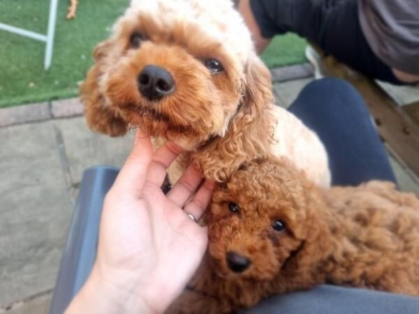Poodle puppies for sale in Barnsley, South Yorkshire – 1 year old - Image 3 of 5