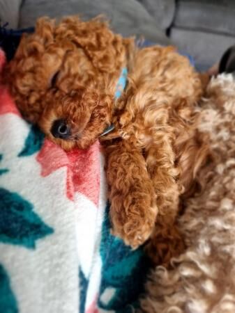 Poodle puppies for sale in Barnsley, South Yorkshire – 1 year old - Image 4 of 5