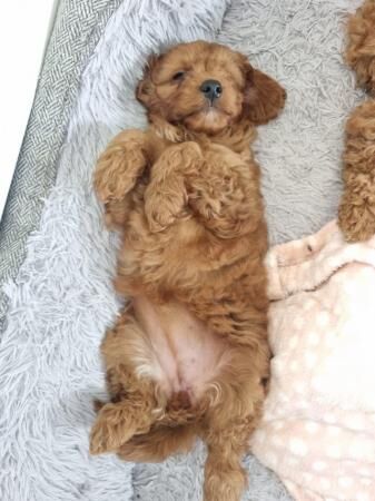 Poodle puppies for sale in Barnsley, South Yorkshire – 1 year old - Image 5 of 5