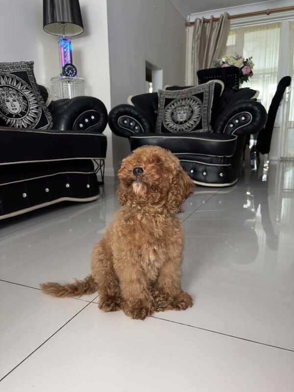 Poodle puppies for sale in Gravesend, Kent – KC registered, 3 months old