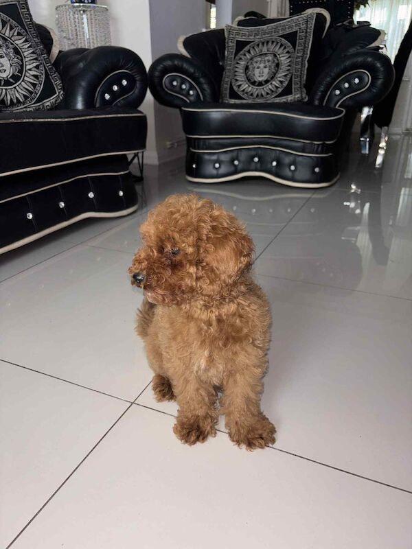 Poodle puppies for sale in Gravesend, Kent – KC registered, 3 months old - Image 2 of 3