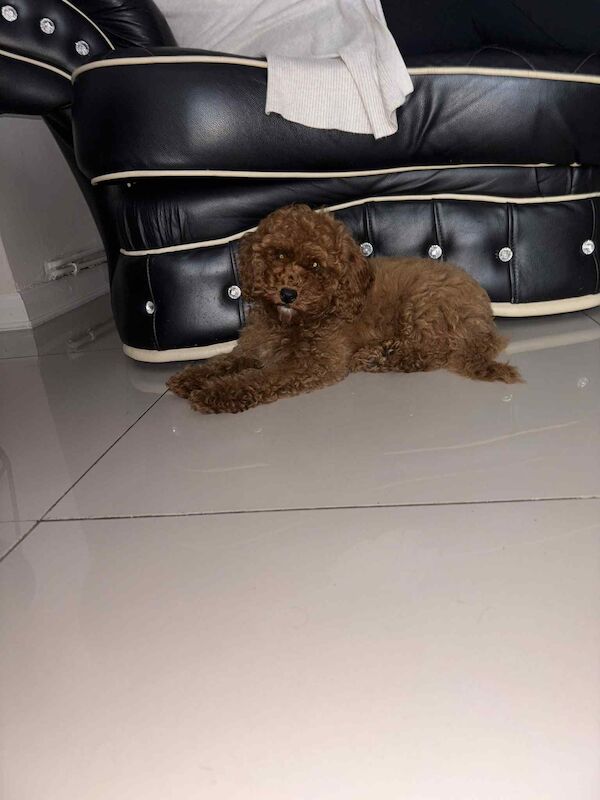 Poodle puppies for sale in Gravesend, Kent – KC registered, 3 months old - Image 3 of 3