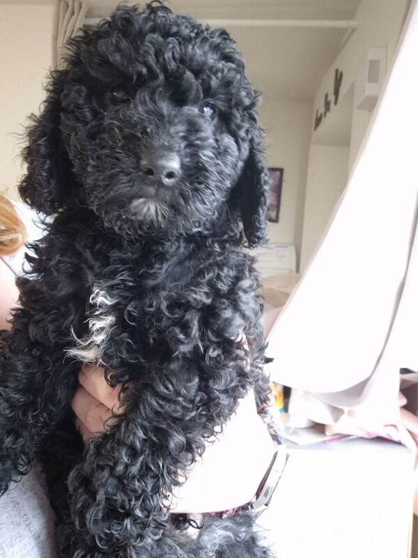 Poodle puppies for sale in Launceston, Cornwall – 8 weeks old