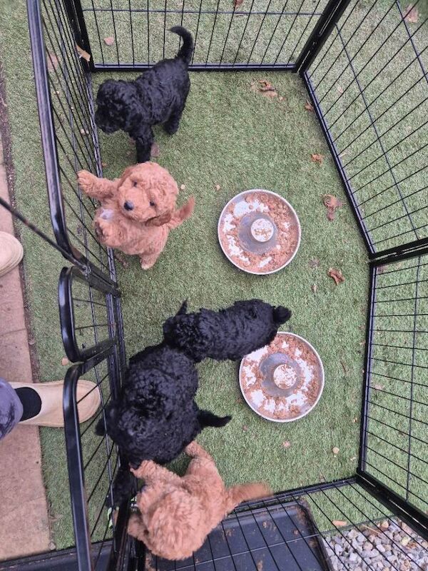 Poodle puppies for sale in Launceston, Cornwall – 8 weeks old - Image 2 of 6