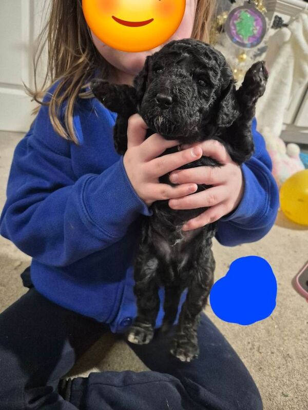 Poodle puppies for sale in Launceston, Cornwall – 8 weeks old - Image 3 of 6