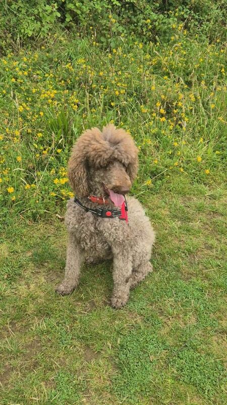Poodle puppies for sale in Launceston, Cornwall – 8 weeks old - Image 4 of 6