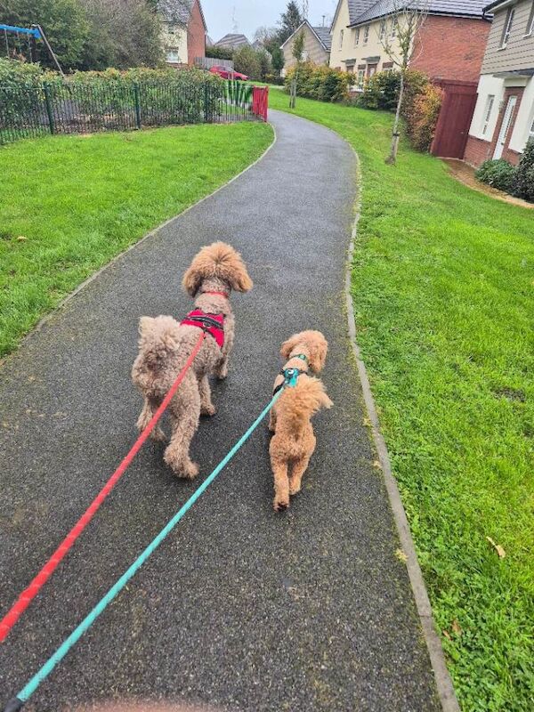Poodle puppies for sale in Launceston, Cornwall – 8 weeks old - Image 5 of 6
