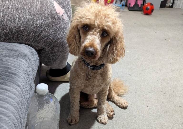 Poodle puppies for sale in Launceston, Cornwall – 8 weeks old - Image 6 of 6