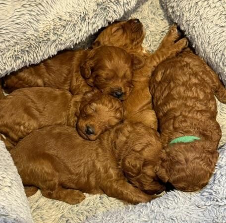 Last male red cockapoo puppy!!! - Image 2 of 5