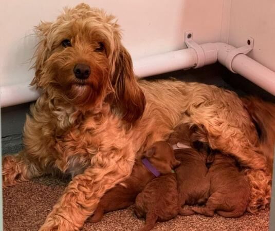 Last male red cockapoo puppy!!! - Image 3 of 5