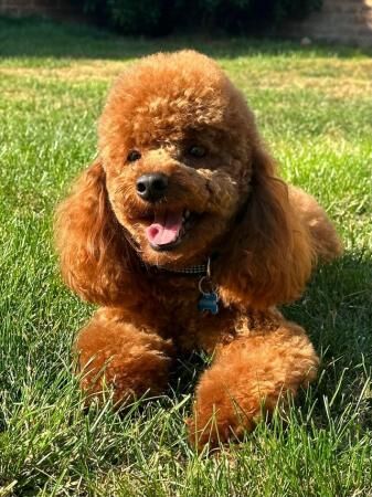 Last male red cockapoo puppy!!! - Image 5 of 5