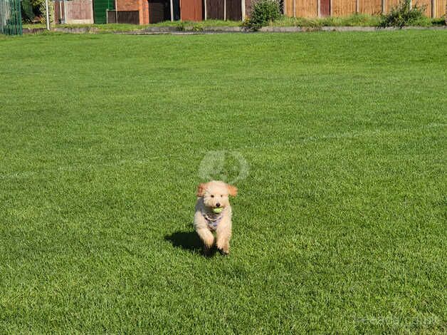 Poodle puppies for sale in Leigh, Greater Manchester – 1 year old - Image 2 of 5