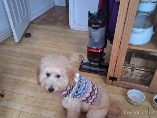 Poodle puppies for sale in Leigh, Greater Manchester – 1 year old - Image 3 of 5
