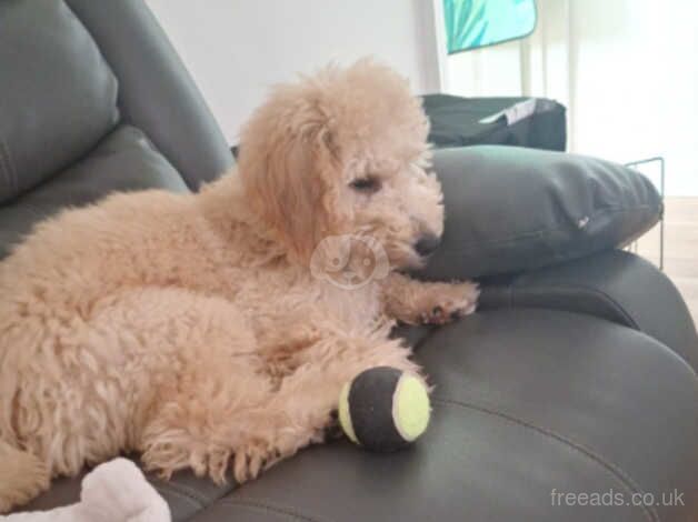 Poodle puppies for sale in Leigh, Greater Manchester – 1 year old - Image 4 of 5