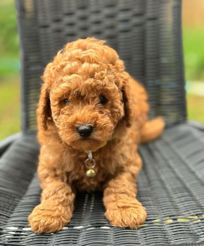 Litter Purebred Toy Poodle puppies for sale in Kidlington, Oxfordshire