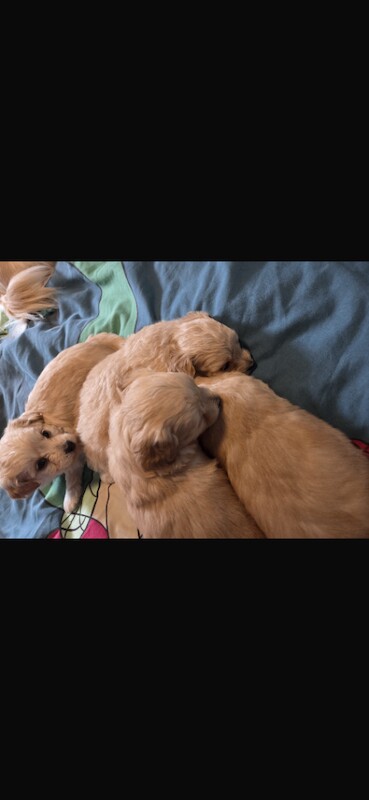 Long haired Chihuahua x mini poodle