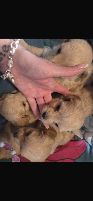 Long haired Chihuahua x mini poodle - Image 2 of 5