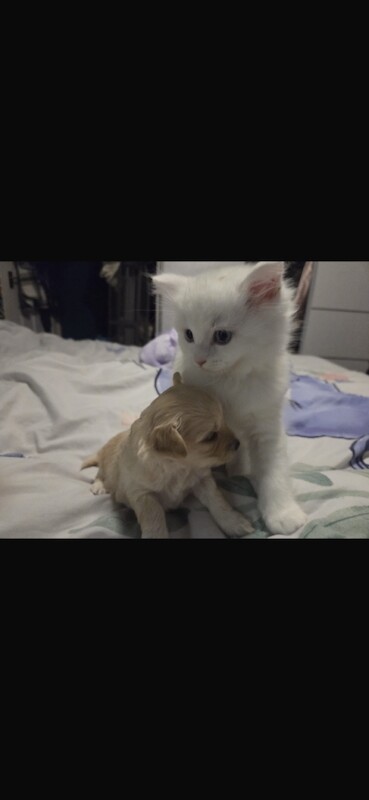 Long haired Chihuahua x mini poodle - Image 3 of 5