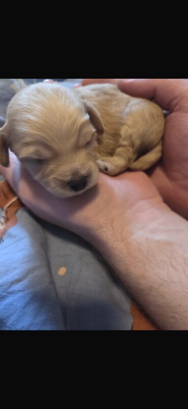 Long haired Chihuahua x mini poodle - Image 4 of 5