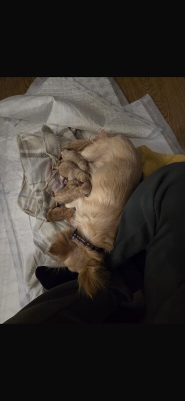 Long haired Chihuahua x mini poodle - Image 5 of 5