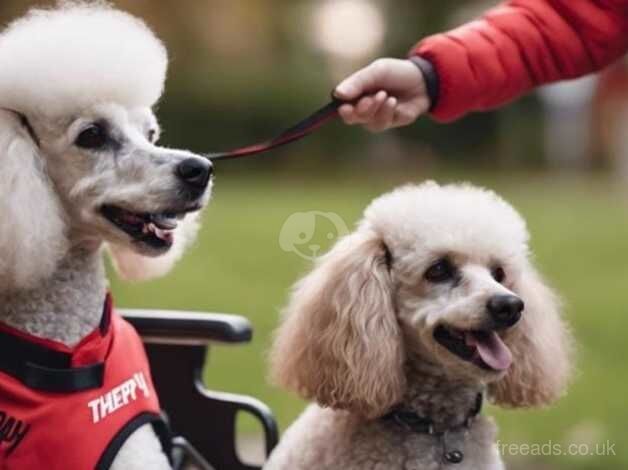 Poodle puppies for sale in Skelmersdale, Lancashire – 2 years old - Image 1 of 1
