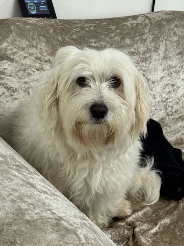 Poodle puppies for sale in Luton, Bedfordshire – 3 years old