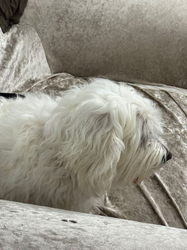 Poodle puppies for sale in Luton, Bedfordshire – 3 years old - Image 2 of 5