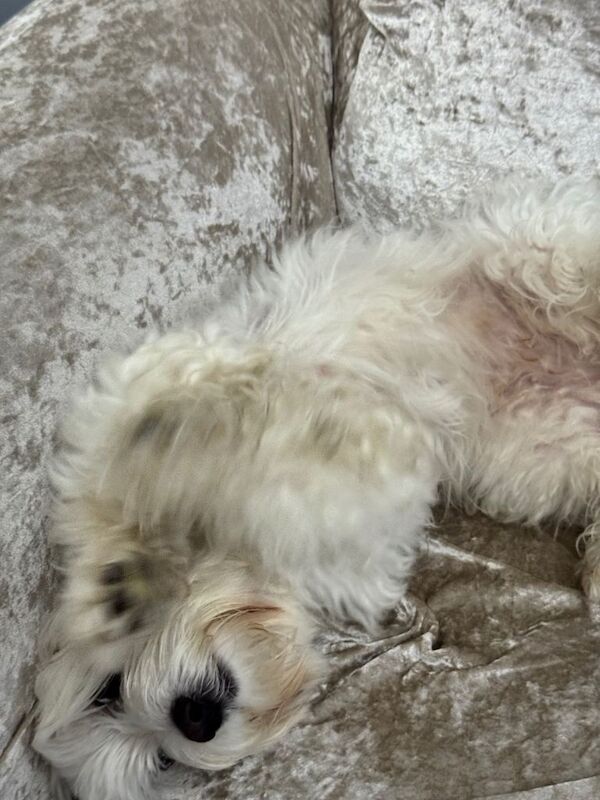 Poodle puppies for sale in Luton, Bedfordshire – 3 years old - Image 3 of 5