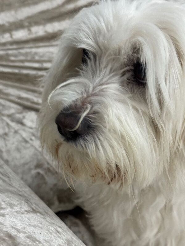 Poodle puppies for sale in Luton, Bedfordshire – 3 years old - Image 5 of 5