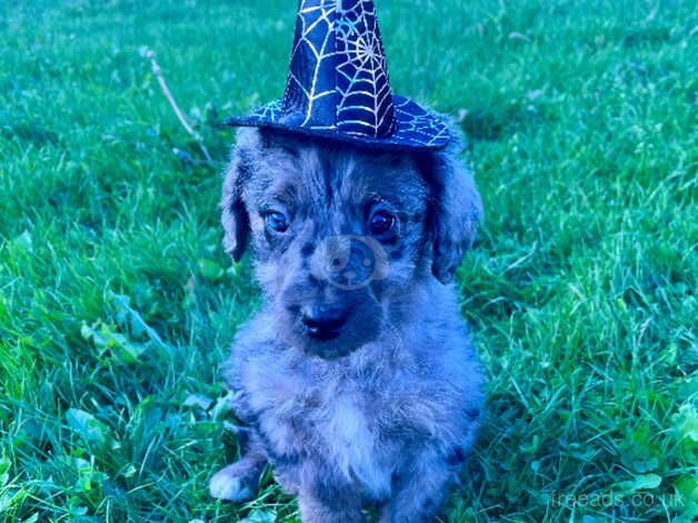 Poodle puppies for sale in Barnsley, South Yorkshire – 1 year old - Image 1 of 5