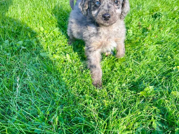 Poodle puppies for sale in Barnsley, South Yorkshire – 1 year old - Image 4 of 5