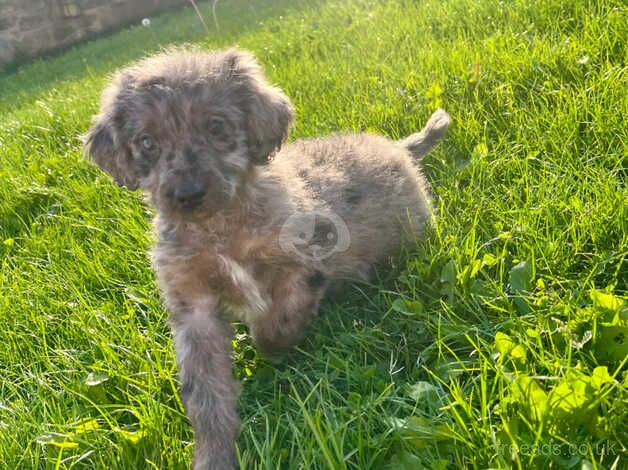 Poodle puppies for sale in Barnsley, South Yorkshire – 1 year old - Image 5 of 5