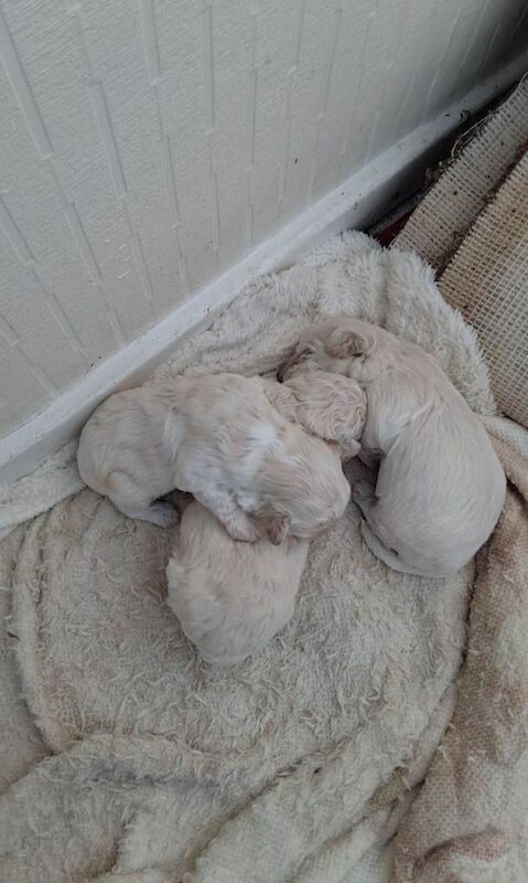 Poodle Puppies For Sale
