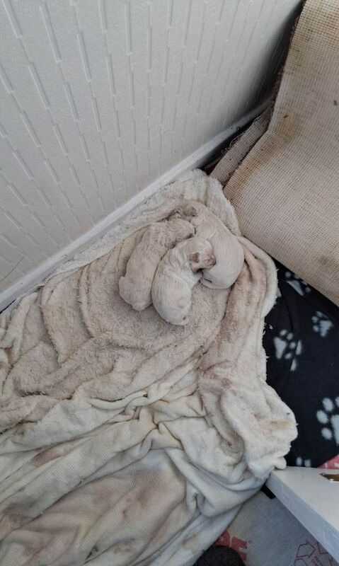 Loverly maltipoo puppys 3 weeks old 2 boys one girl - Image 2 of 2