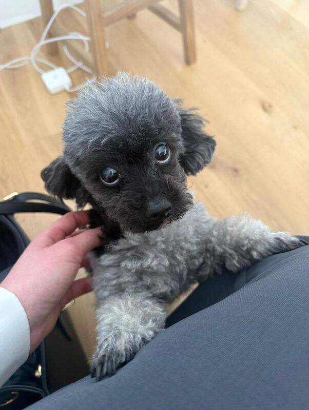 Loving 11-Year-Old Parti Toy Poodle Seeking Quiet Solo Home