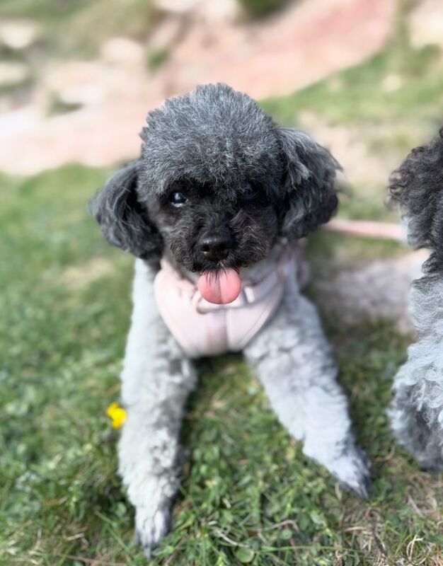 Loving 11-Year-Old Parti Toy Poodle Seeking Quiet Solo Home - Image 2 of 3